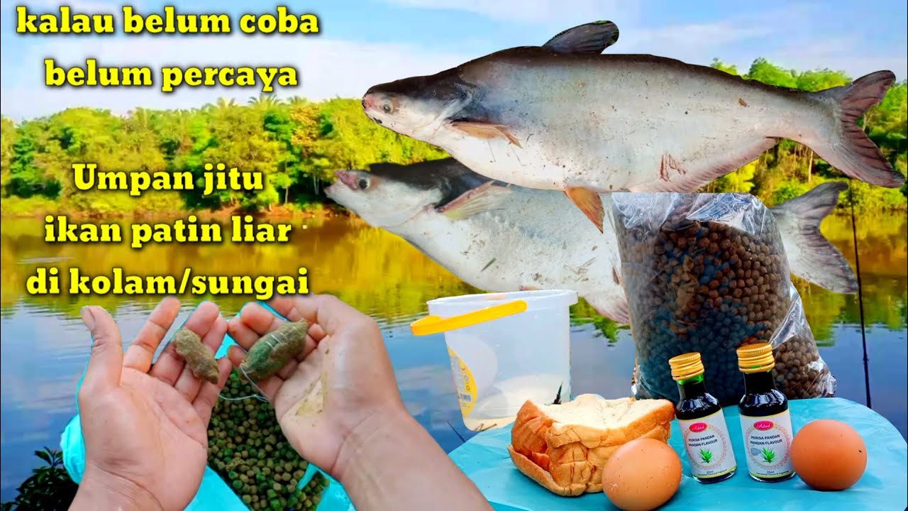 Umpan jitu Mancing Ikan Patin liar yg susah makan//di kolam/sungai