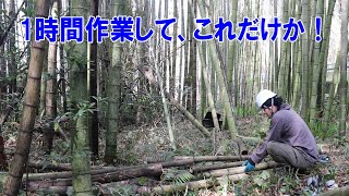 竹藪の竹が大きすぎて１時間作業したのに６本しか切れなかった