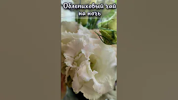 Можно ли пить облепиховый чай на ночь?