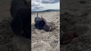 Dogs Curiously Dig Mud At Beach In France - 1503600