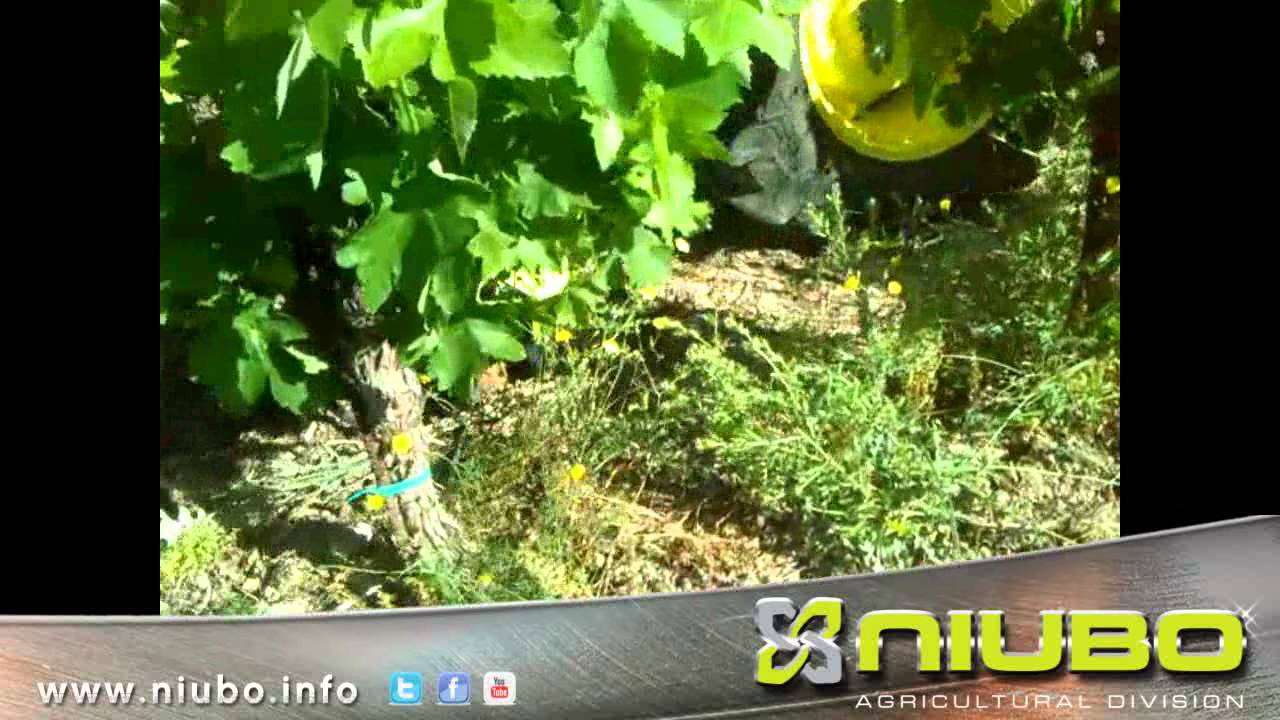 video Культиватор виноградный двухсторонний NIUBO THOR-ST