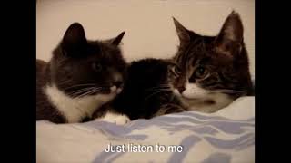 The two talking cats with subtitles