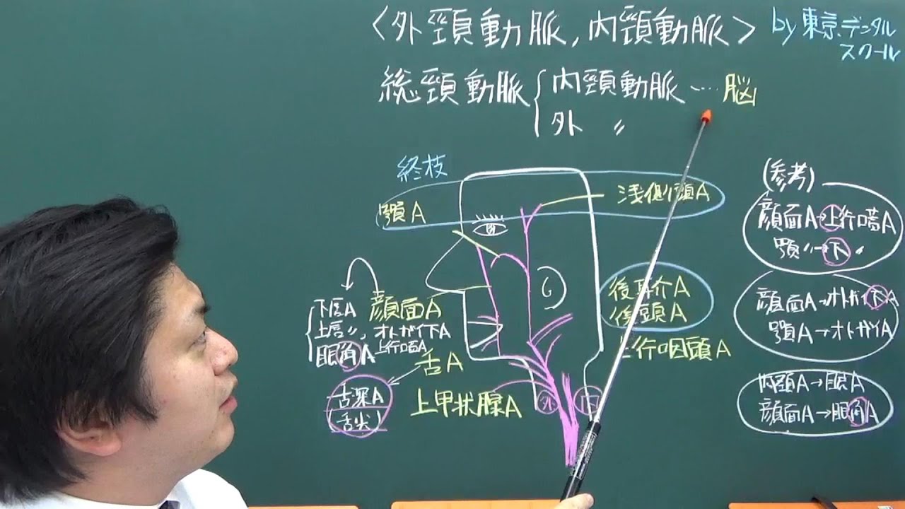 総頸動脈、外頸動脈、内頸動脈  3分で分かる解剖学