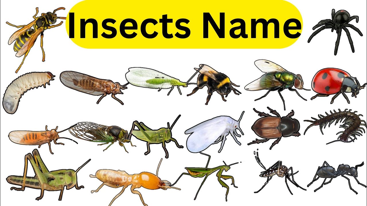Insects name| Insects vocabulary| Insects vocabulary in English - YouTube