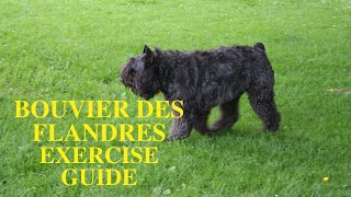 Bouvier des Flandres exercise [Need and Ideas] by Barkercise 2,858 views 3 years ago 5 minutes, 56 seconds