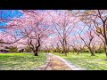 桜 - 河口恭吾(フル)