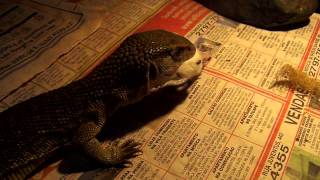 Varanus Exanthematicus Breaking Some Bones