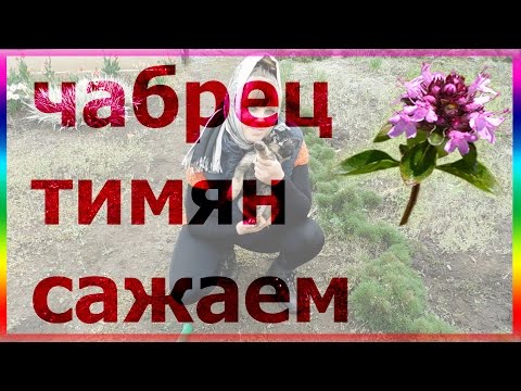 Чабрец тимьян на клумбе. Уход выращивание посев посадка тимьяна чабреца