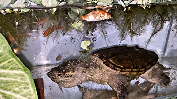 KHOẢNH KHẮC SĂN CÁ CHÉP TRONG ĐÊM CỦA RÙA COMMON| RÙA CẢNH 2021 | VŨ FISH LA