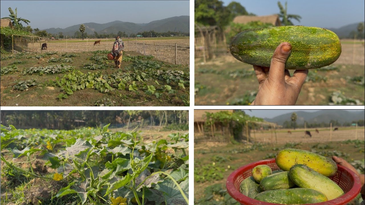 খেত থেকে প্রথম বারের মত টাটকা টাটকা খিরা তুললাম | নিজের কষ্টের ফসল || Village vlog