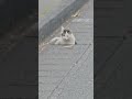 野良猫保護#救助#捨て猫#Protecting stray cats #Rescue #Abandoned cats