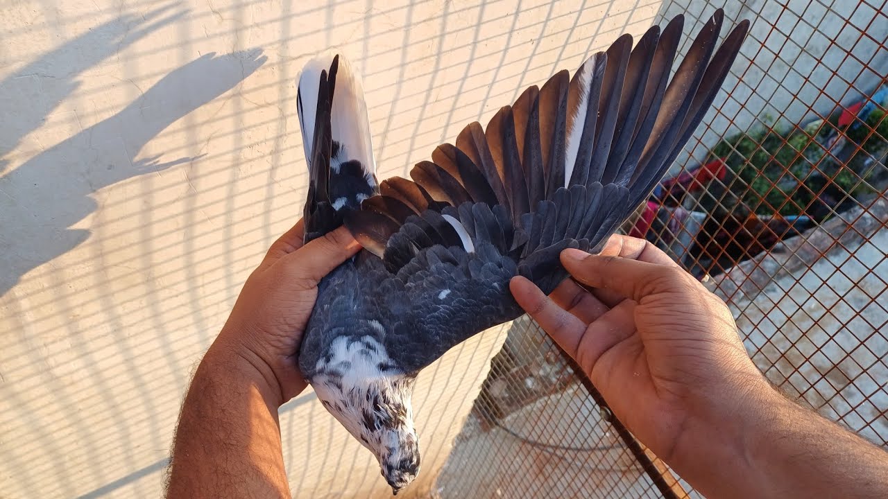 🔥🔥For Sale 16 Kabootar | Mob:-8544852583 |👉All over India delivery availabl