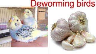 Budgies Parrot Natural Deworming / Budgies breeding care / budgies care