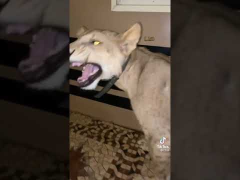 لما تربي اسد بس يطلع تافهه زيك مسخررراا