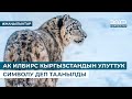 АК ИЛБИРС КЫРГЫЗСТАНДЫН УЛУТТУК СИМВОЛУ ДЕП ТААНЫЛДЫ