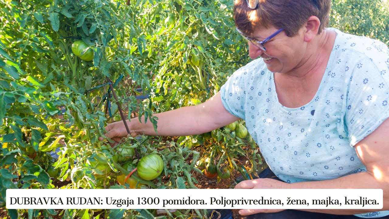 Uzgaja 1300 Pomidora – Pogledajte kako to radi jedna žena! DUBRAVKA RUDAN