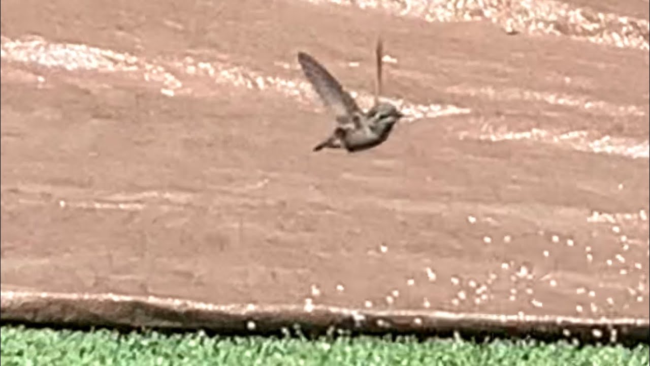 Hummingbird playing in the sprinkler part 2
