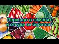 Пересорт в семенах и откуда он берется?