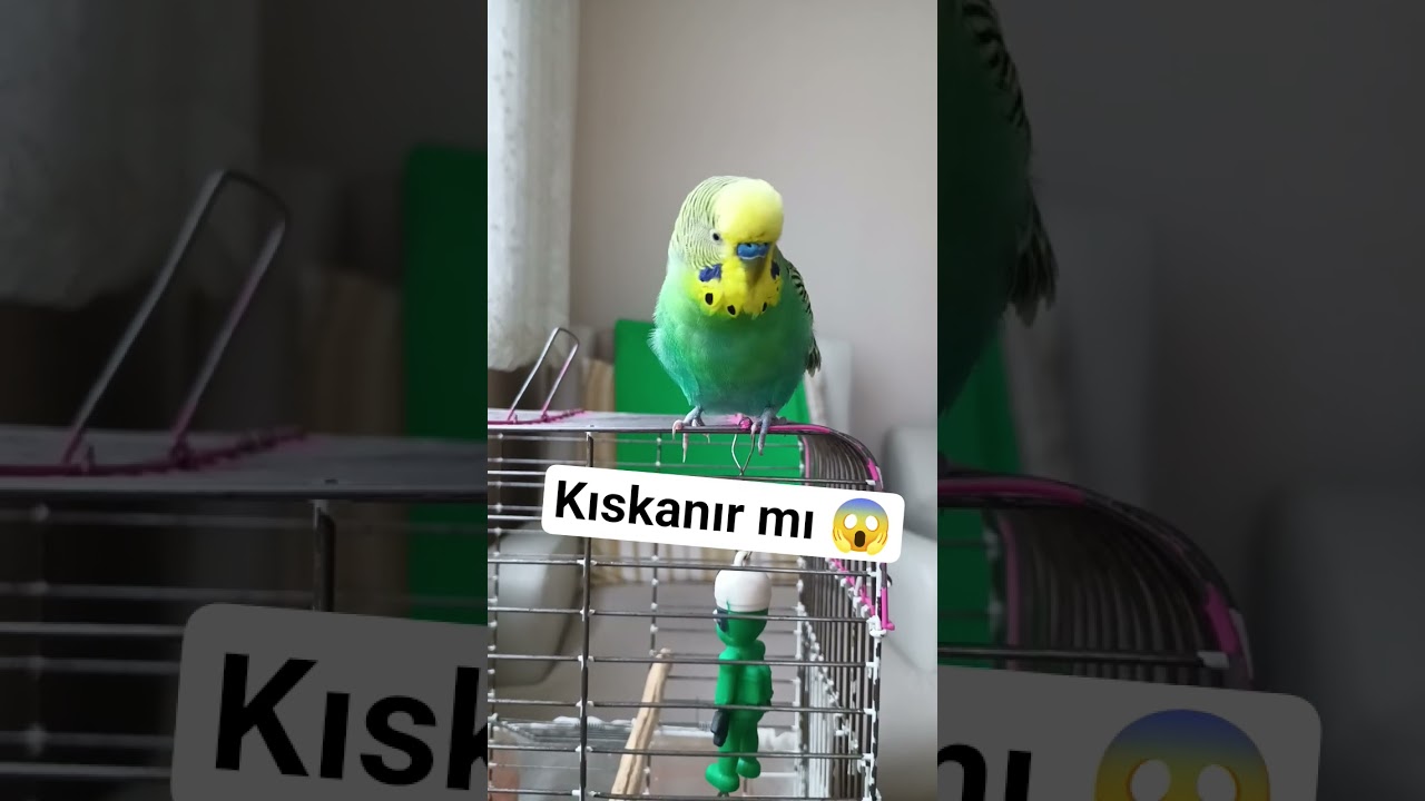 🎥 Muhabbet Kuşlarında Kıskançlık Var mı? 5 Davranışla Anlatıyoruz