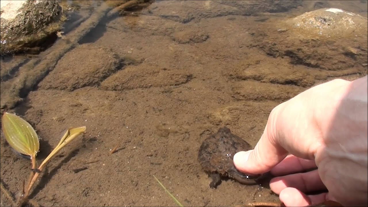 spring court paris Snapping Turtle August 4th 2012