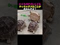 野生にもルールはある！カメの世界の「絶対的タブー」
