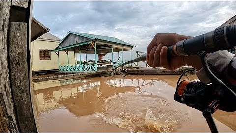 Câu Cá Vồ Đém Mùa Nước Nổi #38 || Mồi Này Đơn Giản Ai Làm Cũng Được .