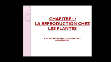 Quelle est l'organisation d'une fleur ?