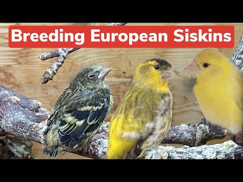 Breeding European Siskins and their Mutations - a full guide