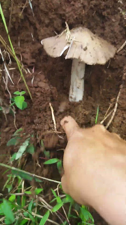 Mushrooms that many people are looking for