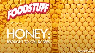 Honey: Brought to You by Bees | FoodStuff