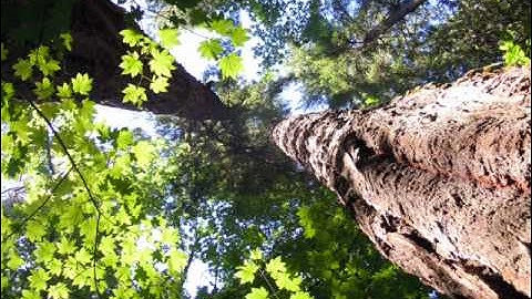 MARK JENKINS - Meditation 1999