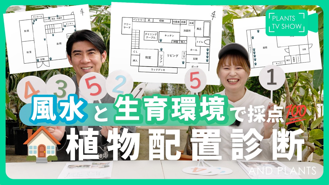 連休お値下げ　易 infinity 外側の繋がり、環境を整える 風水 Collaboration Project with Shiuma] A feng shui expert and a plant