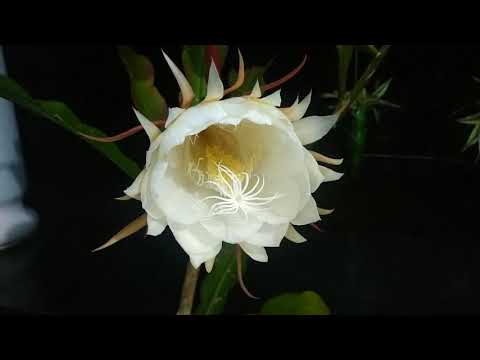 Time Lapse:blooming Flower One Night In A Year|Queen Of Night