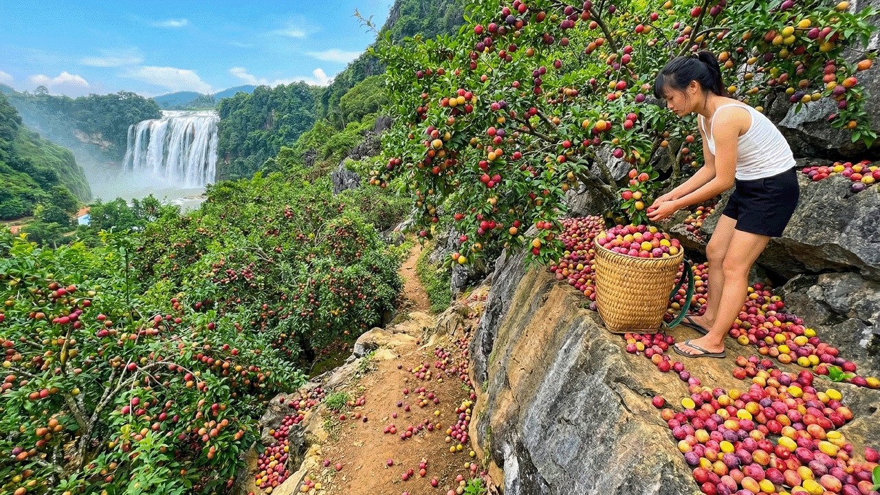 Harvesting Plums from the Forest and Bringing Them to the Market to Sell
