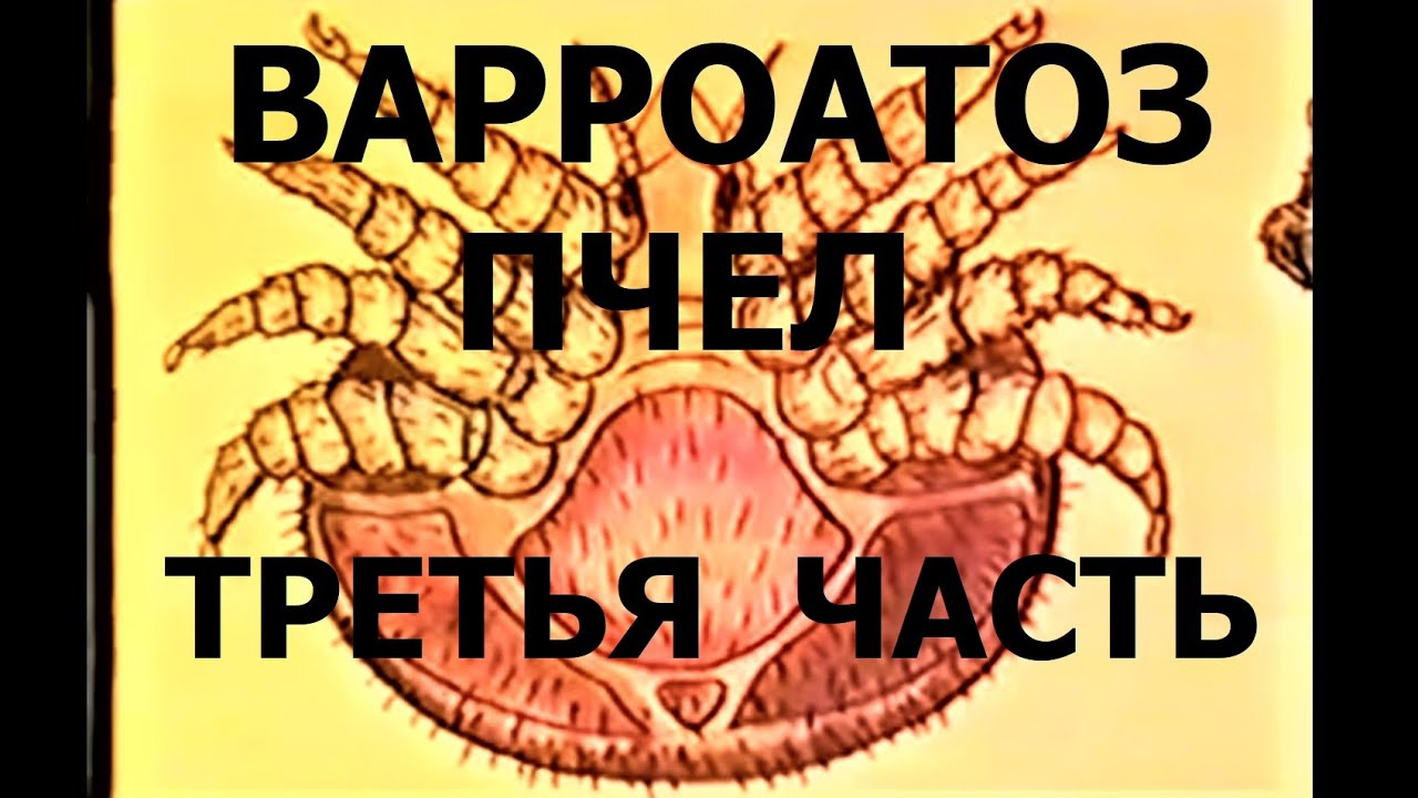 Варроатоз пчел. Растительные препараты. Термический способ обработки ...