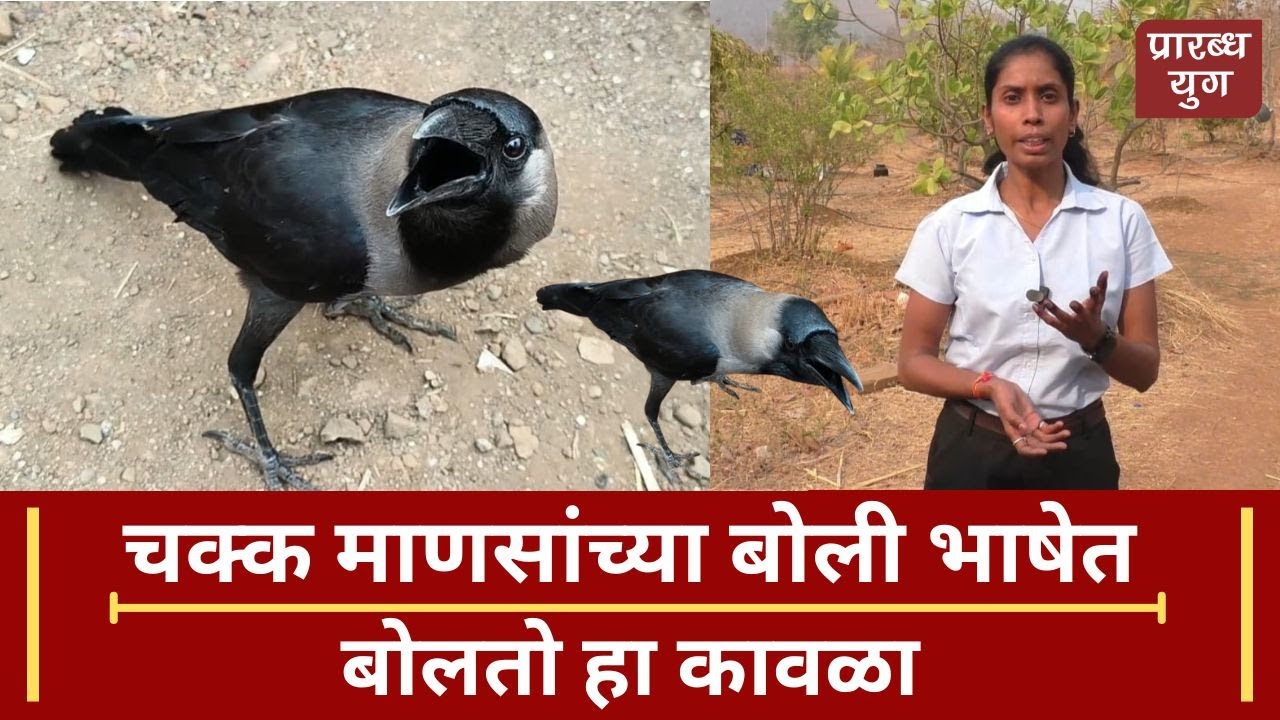 Talking Crow In Palghar | Wada । Gargaon । This Crow Talks Like A Human । #prarabdhayug