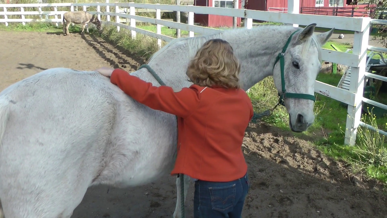 Equine Acupressure Points: GV4