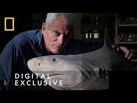 A Rare Shark Discovery  | Unknown Waters With Jeremy Wade | National Geographic UK