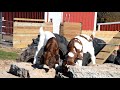 Cutest Baby Goats &quot;Sleeping, Eating, &amp; Playing King of the Hill&quot;