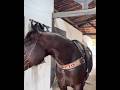 VEJAM COMO ESTÁ AGRESSIVO STORM 😳😳#harascb