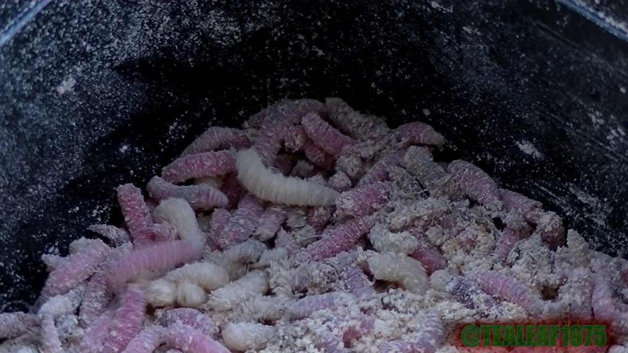 **Cat Fishing** - Coking Farm - Long Lake