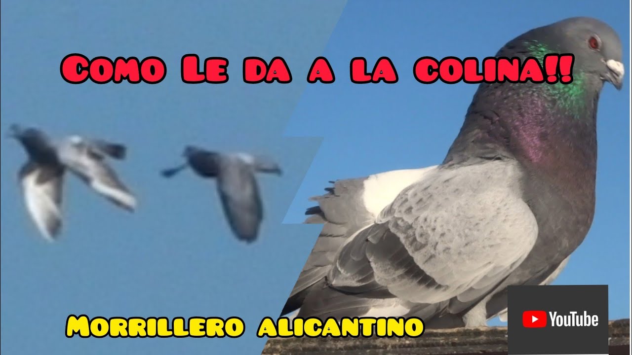 ¡ ASÍN ! | Vuela mi Morrillero Alicantino | HD