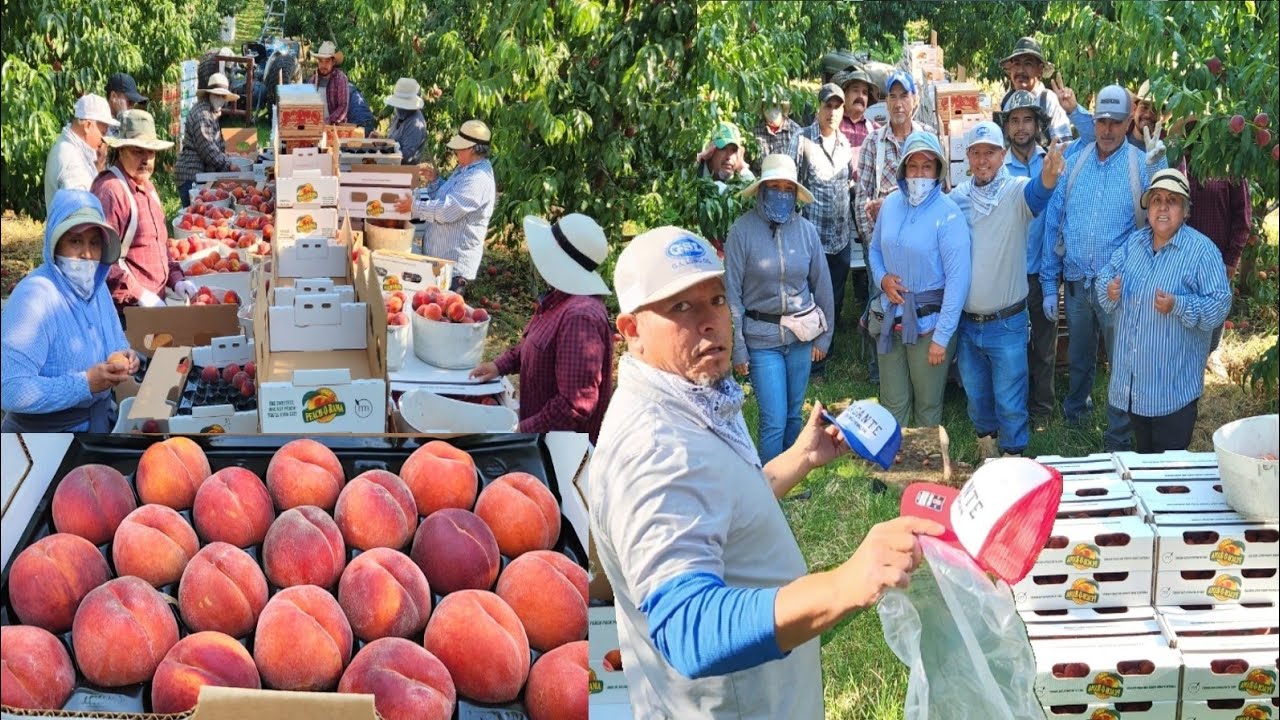 Como Es El Proceso de Empaque De Durazno Para las market De todo USa