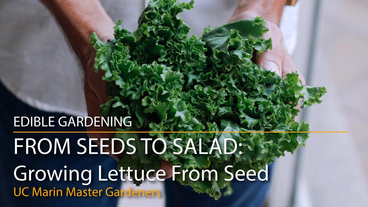 От семян до салата: выращивание салата из семян