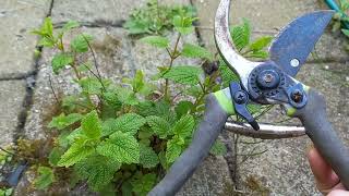 How to Propagate Lemon Balm (Melissa) in Water