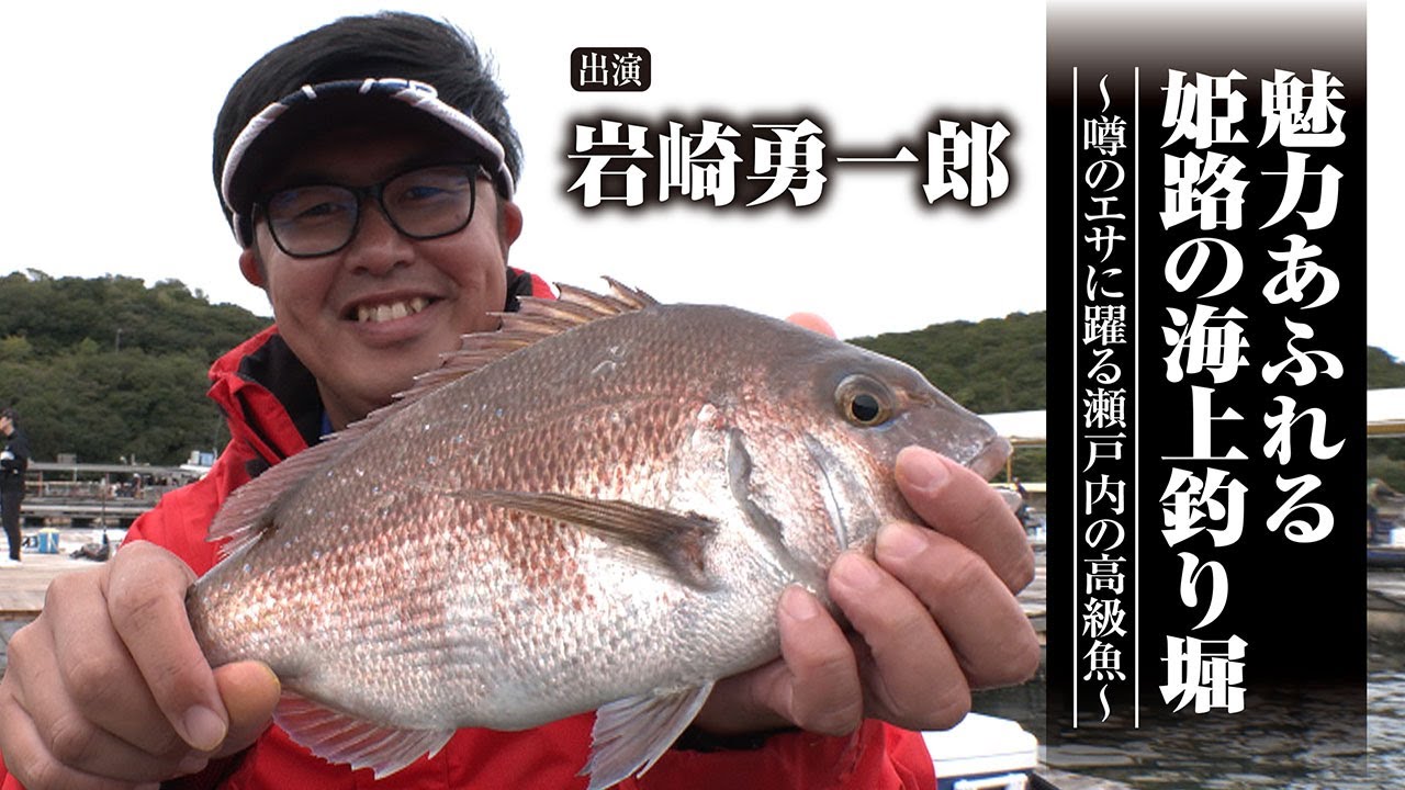 ＃694 魅力あふれる姫路の海上釣り堀～噂のエサに躍る瀬戸内の高級魚～