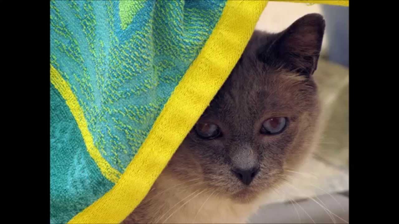 A Pause in My Cat Rescue Work