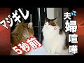 猫の夫婦喧嘩/大型猫ノルウェージャンフォレストキャット5匹と暮らす我が家の事情