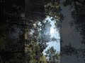 Whispers by the Stream – A Calm and Moist Paradise | Cozynest