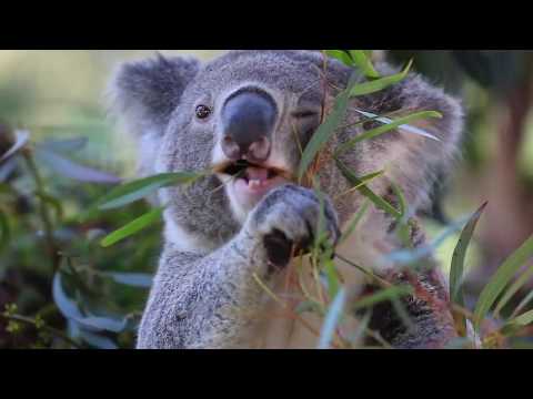 KOALA FEEDING TIME! | The Australian Reptile Park